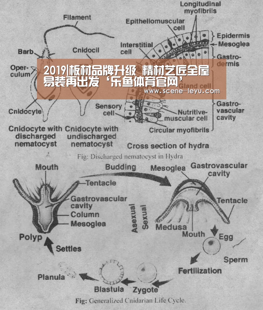 2019|板材品牌升级 精材艺匠全屋易装